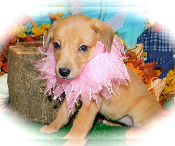 Medium Photo #2 Jack-Rat Terrier Puppy For Sale in HAMMOND, IN, USA