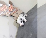 Puppy 3 Border-Aussie