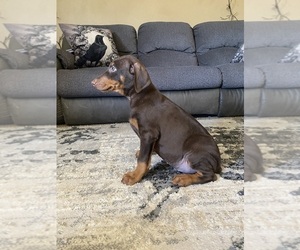 Doberman Pinscher Puppy for sale in YUCCA VALLEY, CA, USA