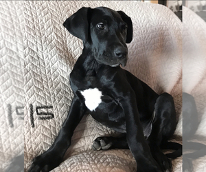 Great Dane Puppy for sale in BEND, OR, USA