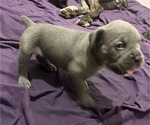 Small #9 Cane Corso