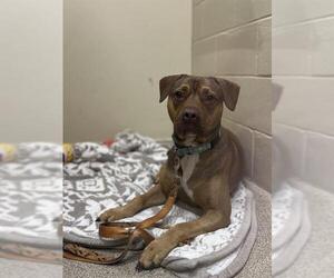 Mutt Dogs for adoption in Center Township, PA, USA