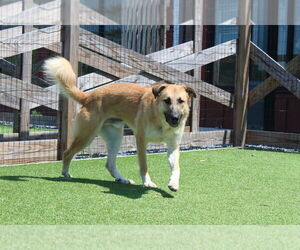 Mutt Dogs for adoption in Chestertown, MD, USA