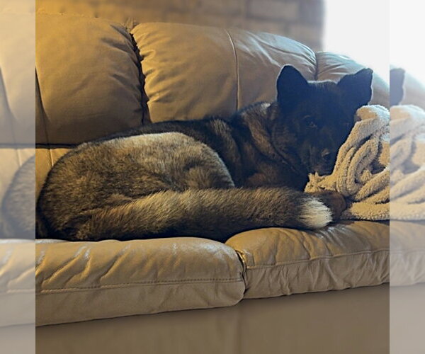 Medium Photo #8 Siberian Husky-Unknown Mix Puppy For Sale in Fargo, ND, USA