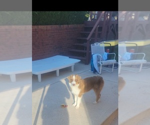 Australian Shepherd Puppy for sale in EDMOND, OK, USA