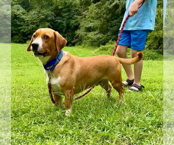 Medium Photo #3 Basset Hound-Unknown Mix Puppy For Sale in Mooresville, NC, USA