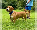 Small #2 Basset Hound Mix