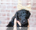 Small #1 Goldendoodle