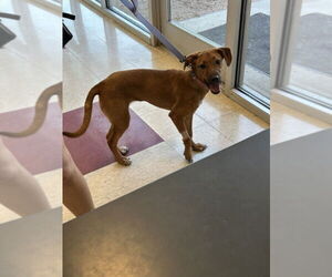 Rhodesian Ridgeback-Unknown Mix Dogs for adoption in Plano, TX, USA