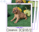 Puppy Cinnamon Cavalier King Charles Spaniel