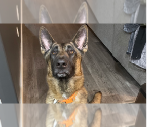 German Shepherd Dog-Unknown Mix Dogs for adoption in Imlay City, MI, USA