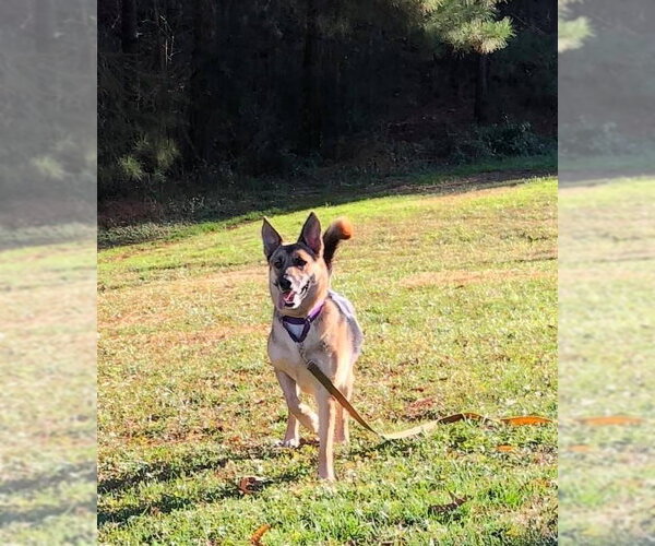 Medium Photo #9 German Shepherd Dog Puppy For Sale in New Hill, NC, USA