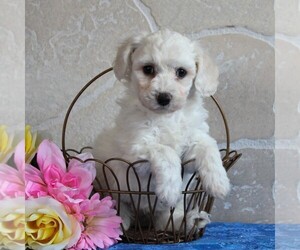 Bichon Frise Puppy for sale in GORDONVILLE, PA, USA