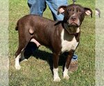 Small Photo #4 American Pit Bull Terrier-Unknown Mix Puppy For Sale in Rustburg, VA, USA