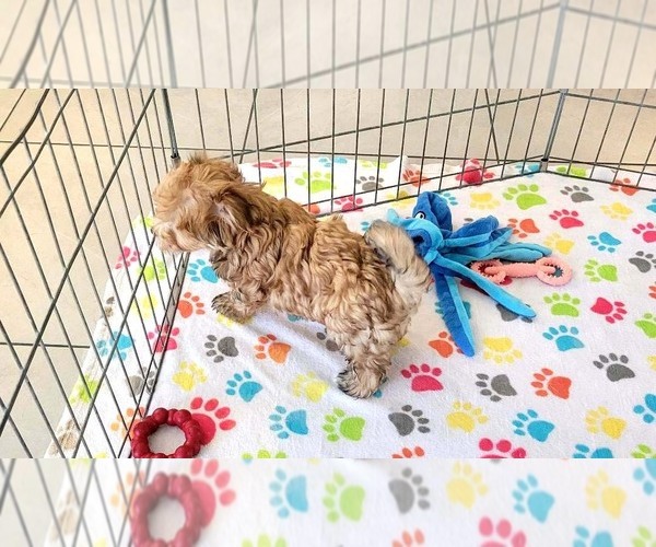 Medium Photo #12 Morkie Puppy For Sale in ORO VALLEY, AZ, USA