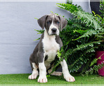 Small Photo #148 Great Dane Puppy For Sale in WAKARUSA, IN, USA