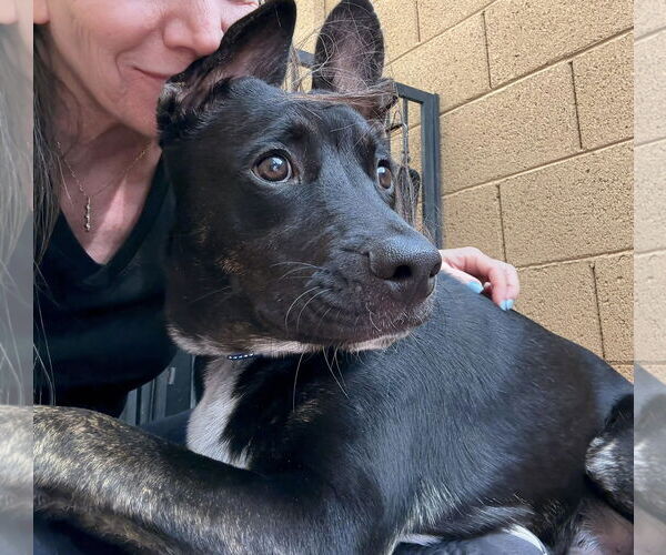 Medium Photo #4 Australian Kelpie-Unknown Mix Puppy For Sale in Cave Creek, AZ, USA