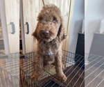 Small Photo #1 Poodle (Standard) Puppy For Sale in CLAYTON, NC, USA