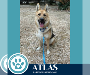 German Shepherd Dog Dogs for adoption in Kimberton, PA, USA