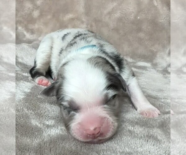 Medium Photo #3 Australian Shepherd Puppy For Sale in HENRICO, VA, USA