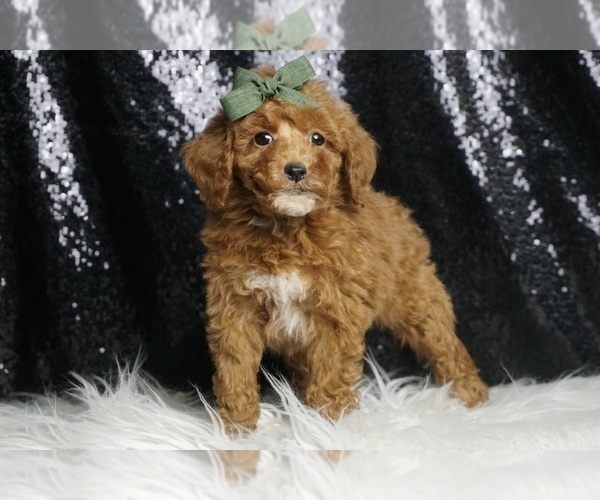Medium Photo #89 Poodle (Toy) Puppy For Sale in WARSAW, IN, USA
