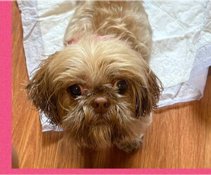 Shih Tzu Dogs for adoption in Wheaton, IL, USA