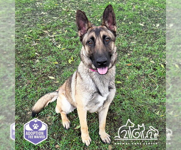 Medium Photo #2 German Shepherd Dog-Unknown Mix Puppy For Sale in Irvine, CA, USA