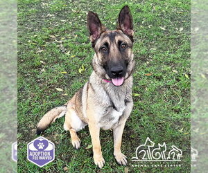 SAPHIRA - Female German Shepherd Dog-Unknown Mix Dog for Adoption - Photo #2