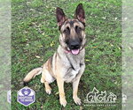 Small #1 German Shepherd Dog Mix