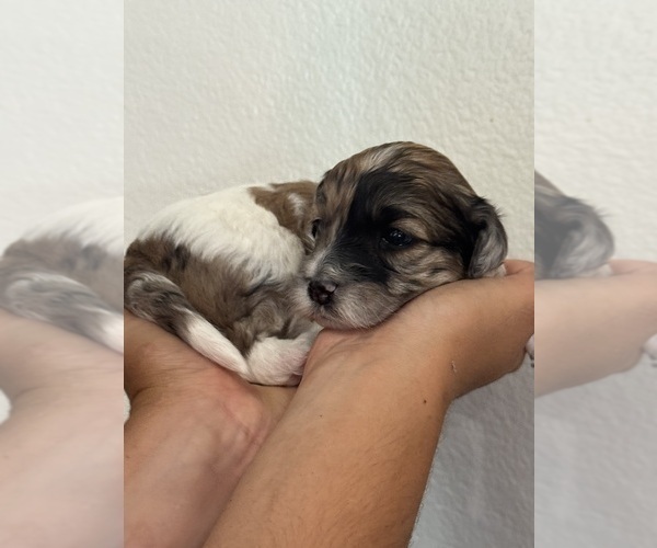Medium Photo #11 Bernedoodle (Miniature) Puppy For Sale in LONGMONT, CO, USA