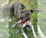 Small #4 Mastiff-Staffordshire Bull Terrier Mix