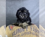 Litter of 11 - Male(s) and Female(s) Cavapoo (Miniature)Litter of Puppies for Sale - Photo #3
