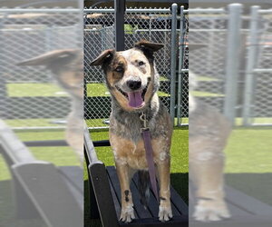 Mutt Dogs for adoption in Downey, CA, USA