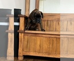 Small Photo #24 Boxer Puppy For Sale in NEW ULM, MN, USA
