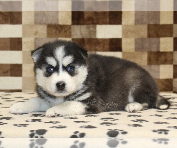 Medium Photo #2 Pomsky Puppy For Sale in DENVER, PA, USA
