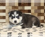 Small #1 Pomsky