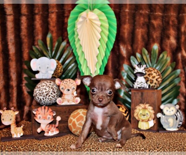 Medium Photo #1 Chihuahua Puppy For Sale in CHARLESTON, AR, USA