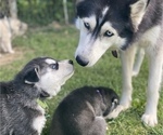 Small Photo #5 Siberian Husky Puppy For Sale in WORTHINGTON, KY, USA