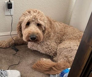 Father of the Goldendoodle-Sheepadoodle Mix puppies born on 05/15/2025