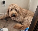 Small Photo #1 Goldendoodle-Sheepadoodle Mix Puppy For Sale in FERNLEY, NV, USA
