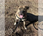 Small #10 American Staffordshire Terrier