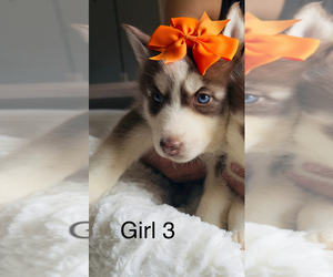 Medium Siberian Husky