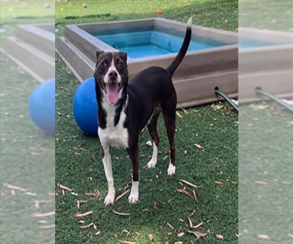 Medium Photo #2 Chipin Puppy For Sale in Fremont, CA, USA