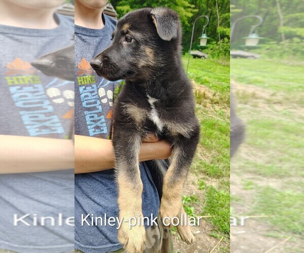 Medium Photo #14 German Shepherd Dog Puppy For Sale in BEAVER FALLS, PA, USA