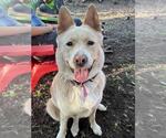 Small #4 Huskies  Mix