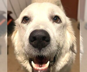 Great Pyrenees Dogs for adoption in Garland, TX, USA