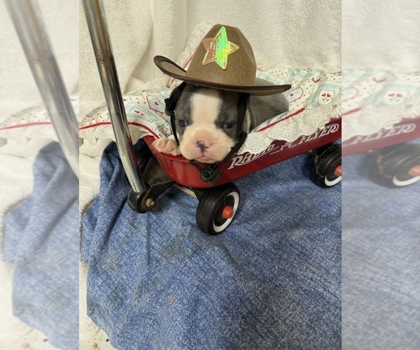 Medium Photo #3 Boston Terrier Puppy For Sale in FREDONIA, KS, USA