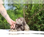 Small #16 ShihPoo