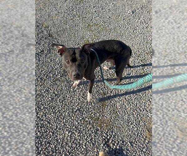 Medium Photo #2 Mutt Puppy For Sale in Louisville, KY, USA