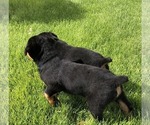 Small #7 Rottweiler